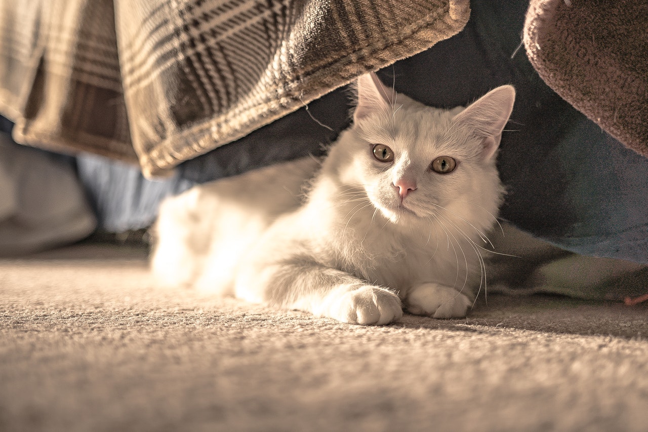 Kočka se může nakazit FIV kontaktem s tělními tekutinami infikované kočky - např. Slinami, krví nebo plazmou.